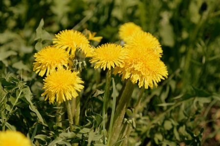 Yellow dandelions on a sunlit lawn on a summer day close-up. Retro style tonedの写真素材