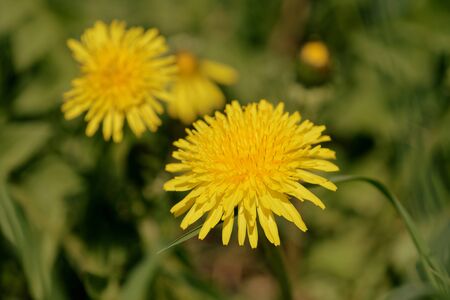 Bright dandelion on a sunlit lawn on a summer day close-up. Retro style tonedの写真素材