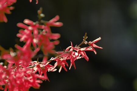 Flowering forsythia bush unusual red color on a sunny spring day close upの写真素材