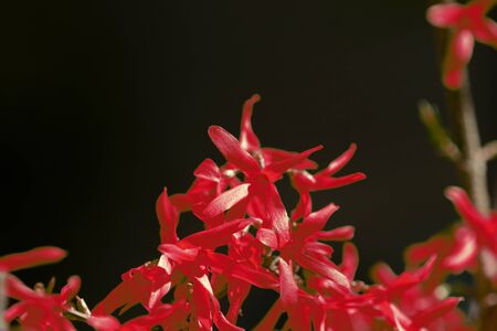 Flowering forsythia bush unusual red color on a sunny spring day close upの写真素材