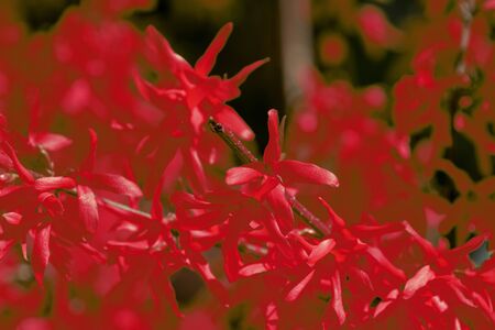 Flowering forsythia bush unusual red color on a sunny spring day close upの写真素材