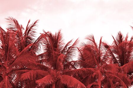 Crowns of palm trees against the sky in cloudy weather. Natural background red color tonedの写真素材