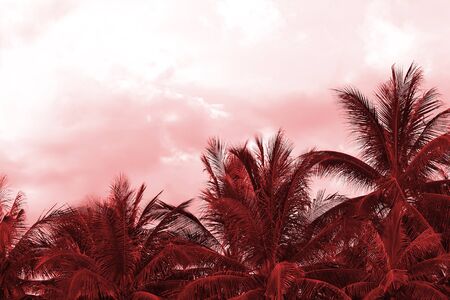 Crowns of palm trees against the sky in cloudy weather. Natural background red color tonedの写真素材