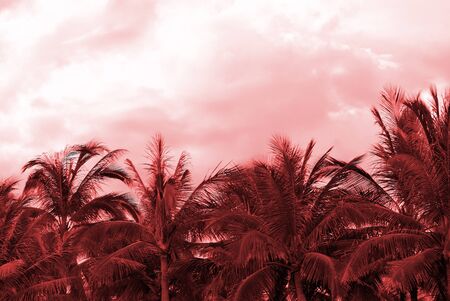 Crowns of palm trees against the sky in cloudy weather. Natural background red color tonedの写真素材