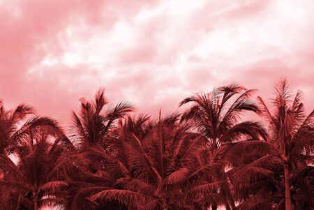 Crowns of palm trees against the sky in cloudy weather. Natural background red color tonedの写真素材