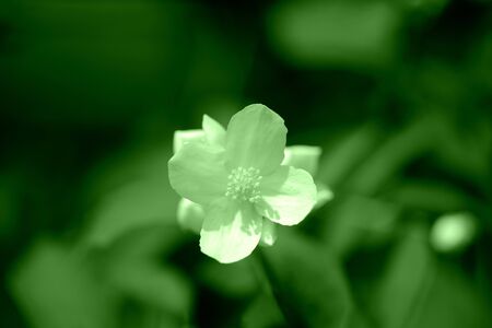 Beautiful mock orange (Philadelphus) flowers close up. Green color tonedの写真素材