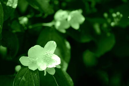 Beautiful mock orange (Philadelphus) flowers close up. Green color tonedの写真素材