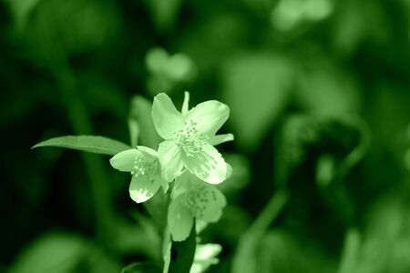 Beautiful mock orange (Philadelphus) flowers close up. Green color tonedの写真素材