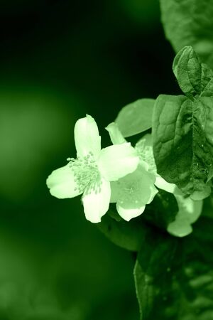 Beautiful mock orange (Philadelphus) flowers close up. Green color tonedの写真素材