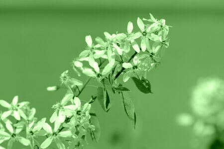 Young tree blooms with white flowers on a sunny spring day. Green color tonedの写真素材
