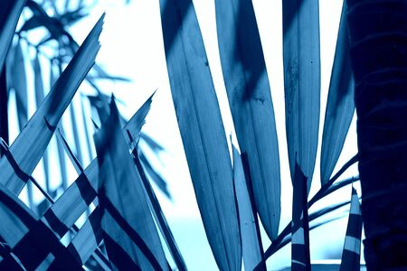 Palm leaves close-up. Tropical background blue color tonedの写真素材