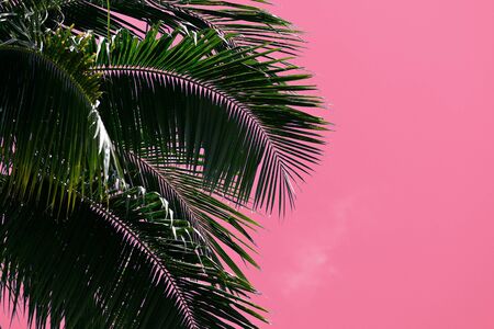 Coconut tree against the sky unusual pink color. Tropical backgroundの写真素材