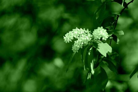 Flowering bird cherry tree on a sunny spring day. Green color tonedの写真素材