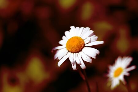 Garden camomile flower in summer sunny day close-up. Red color tonedの写真素材