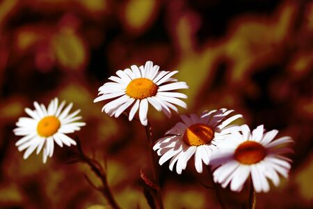 Camomile flowers in summer sunny day close-up. Red color tonedの写真素材