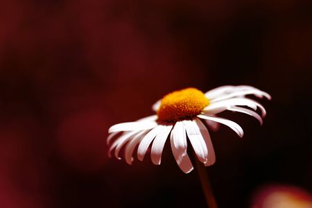 Garden camomile flower in summer sunny day close-up. Red color tonedの写真素材