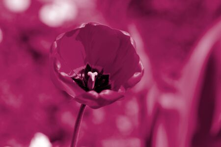 Beautiful tulip on a sunny summer day in the garden close-up. Natural background pink color tonedの写真素材