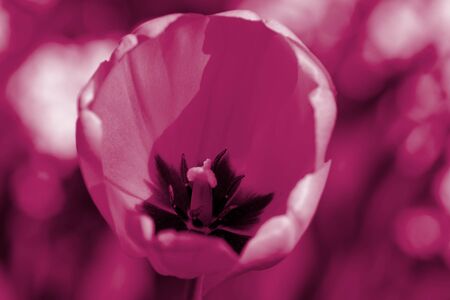Beautiful tulip on a sunny summer day in the garden close-up. Natural background pink color tonedの写真素材
