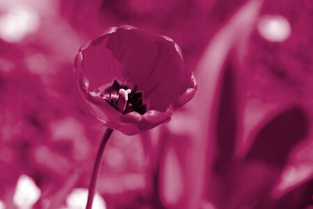 Beautiful tulip on a sunny summer day in the garden close-up. Natural background pink color tonedの写真素材