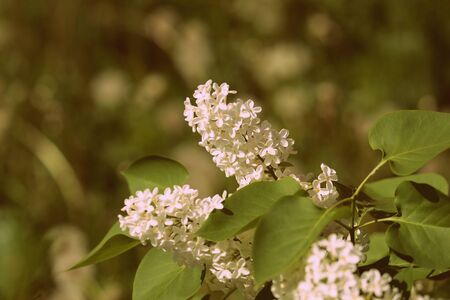 Blooming lilac flowers on the bush in a sunny spring day close-up. Retro style tonedの写真素材