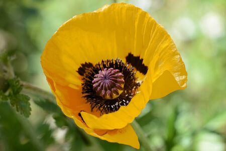 Yellow poppy flower in the garden on a bright summer dayの写真素材
