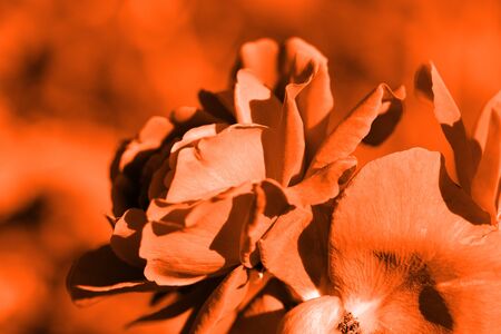 Beautiful roses in the summer garden close up. Orange color tonedの写真素材