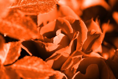 Beautiful roses in the summer garden close up. Orange color tonedの写真素材