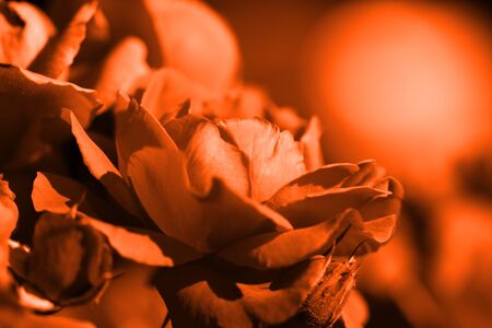 Beautiful rose flower in the summer garden closeup. Orange color tonedの写真素材
