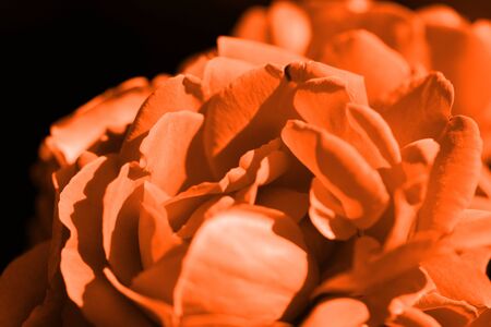 Beautiful rose flower in the summer garden closeup. Orange color tonedの写真素材