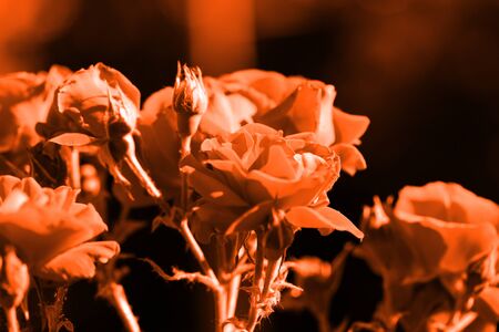Beautiful roses in the summer garden close up. Orange color tonedの写真素材