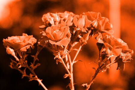 Beautiful roses in the summer garden close up. Orange color tonedの写真素材