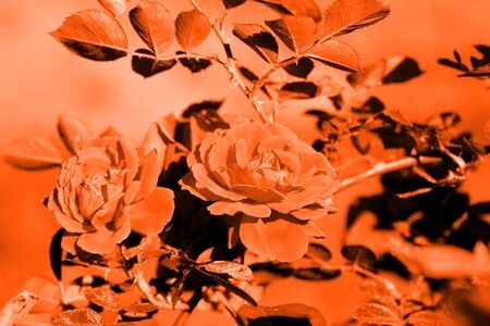 Beautiful roses in the summer garden close up. Orange color tonedの写真素材