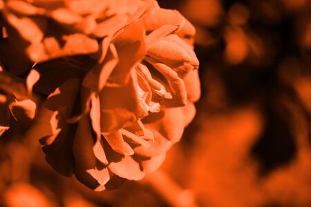 Beautiful rose flower in the summer garden closeup. Orange color tonedの写真素材