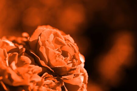 Beautiful roses in the summer garden close up. Orange color tonedの写真素材