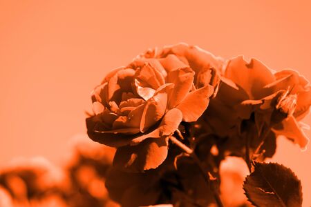 Beautiful rose flower in the summer garden closeup. Orange color tonedの写真素材