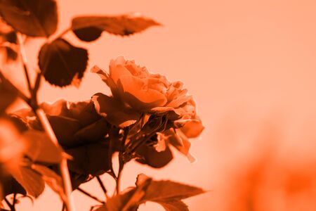 Beautiful rose flower in the summer garden closeup. Orange color tonedの写真素材