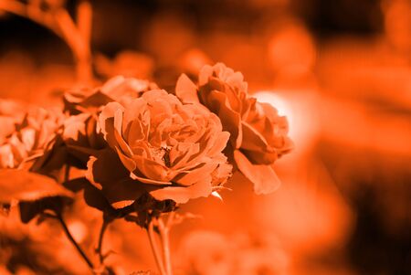 Beautiful roses in the summer garden close up. Orange color tonedの写真素材