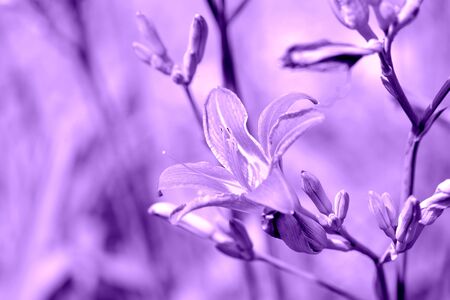 Beautiful lily flower in a summer garden close-up. Purple color tonedの写真素材