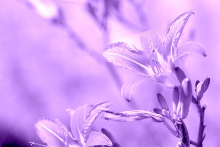 Beautiful lily flowers in a summer garden close-up. Purple color tonedの写真素材
