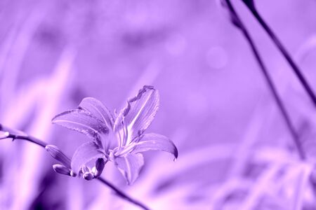 Beautiful lily flower in a summer garden close-up. Purple color tonedの写真素材