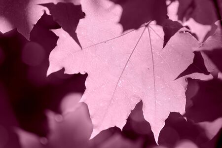 Maple leaf lit by the bright sun on a summer day close-up. Pink color tonedの写真素材