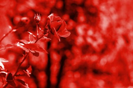 Beautiful rose flower in summer garden on a sunny day. Red color tonedの写真素材
