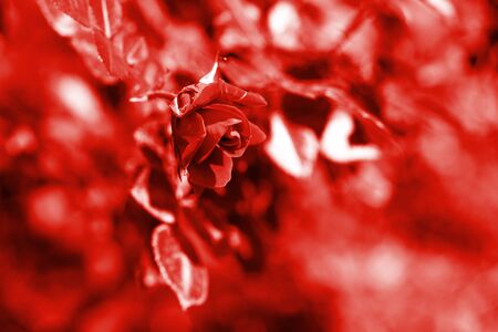 Beautiful rose flower in summer garden on a sunny day. Red color tonedの写真素材
