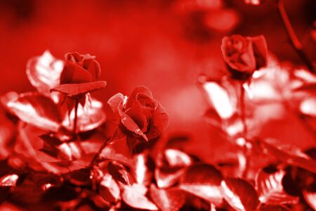 Fresh rose flowers in summer garden on a sunny day. Red color tonedの写真素材