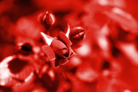 Beautiful rose flower in summer garden on a sunny day. Red color tonedの写真素材