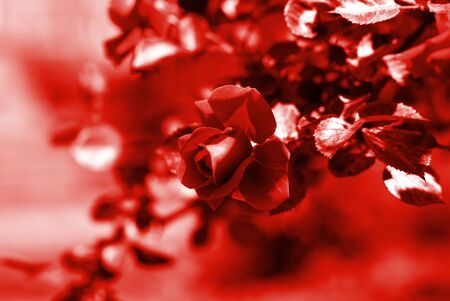 Beautiful rose flower in summer garden on a sunny day. Red color tonedの写真素材