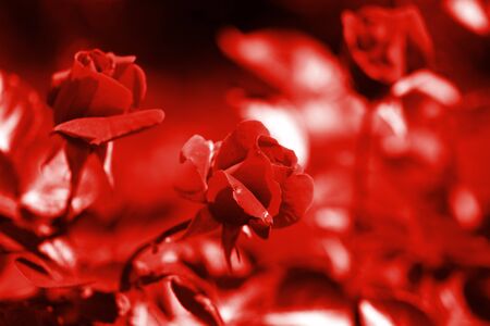 Fresh rose flowers in summer garden on a sunny day. Red color tonedの写真素材