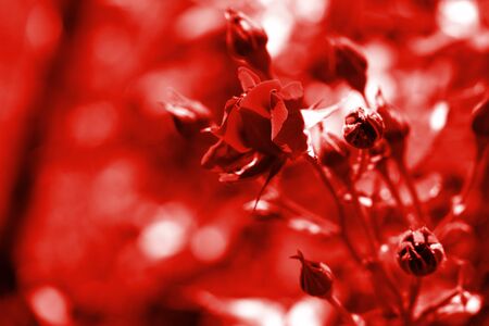 Beautiful rose flower in summer garden on a sunny day. Red color tonedの写真素材