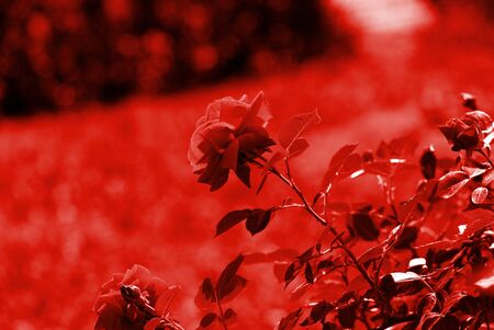 Beautiful rose flower in summer garden on a sunny day. Red color tonedの写真素材