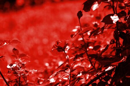 Beautiful rose flower in summer garden on a sunny day. Red color tonedの写真素材